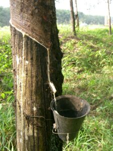Sustainable Rubber Production Methods in the Rubber Industry Trend 2023